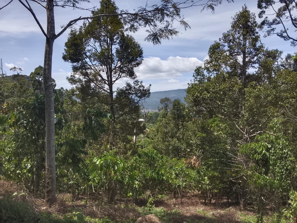 Kebun durian di desa adalah simbol kesuburan dan keasrian alam pedesaan yang memikat.