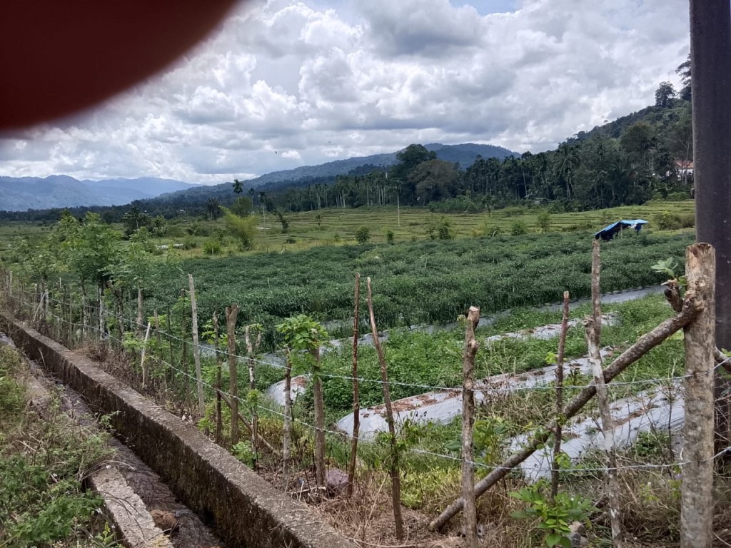 Kebun cabai desa bukan hanya penggerak roda ekonomi warga, tetapi juga menjadi cerminan kerja keras.